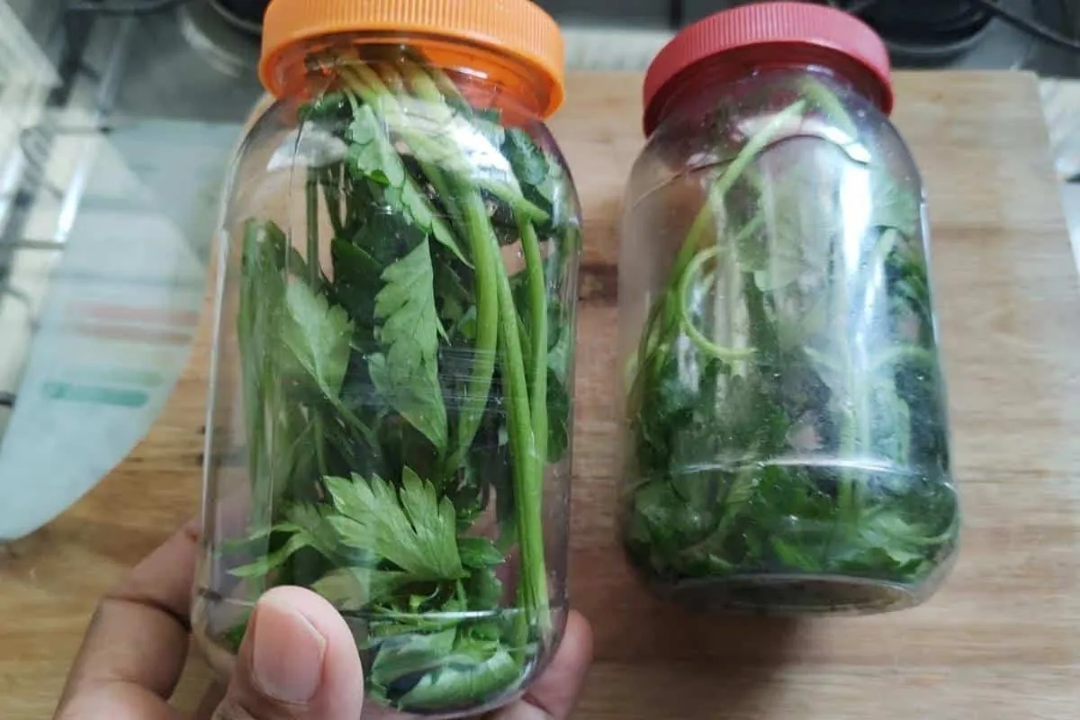 Como conservar cheiro verde sem congelar: técnica infalível