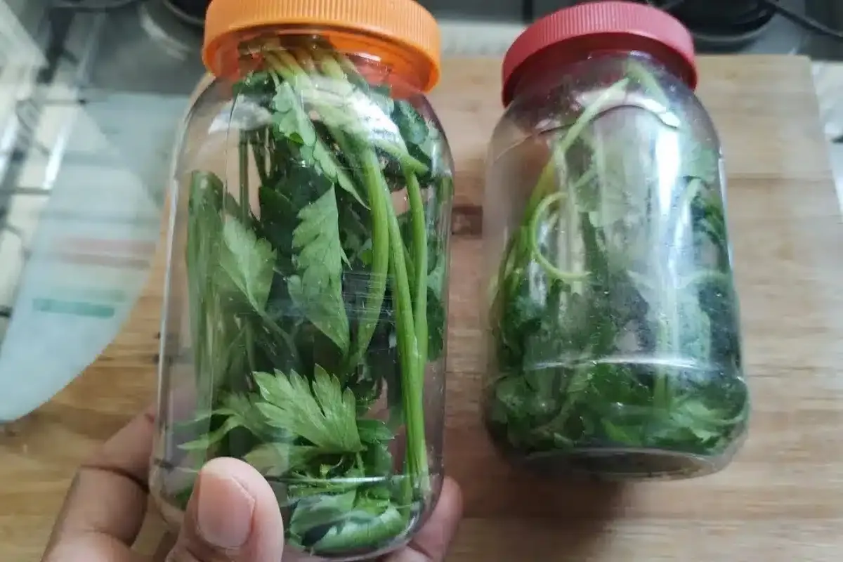 Como conservar cheiro verde sem precisar congelar: fica fres