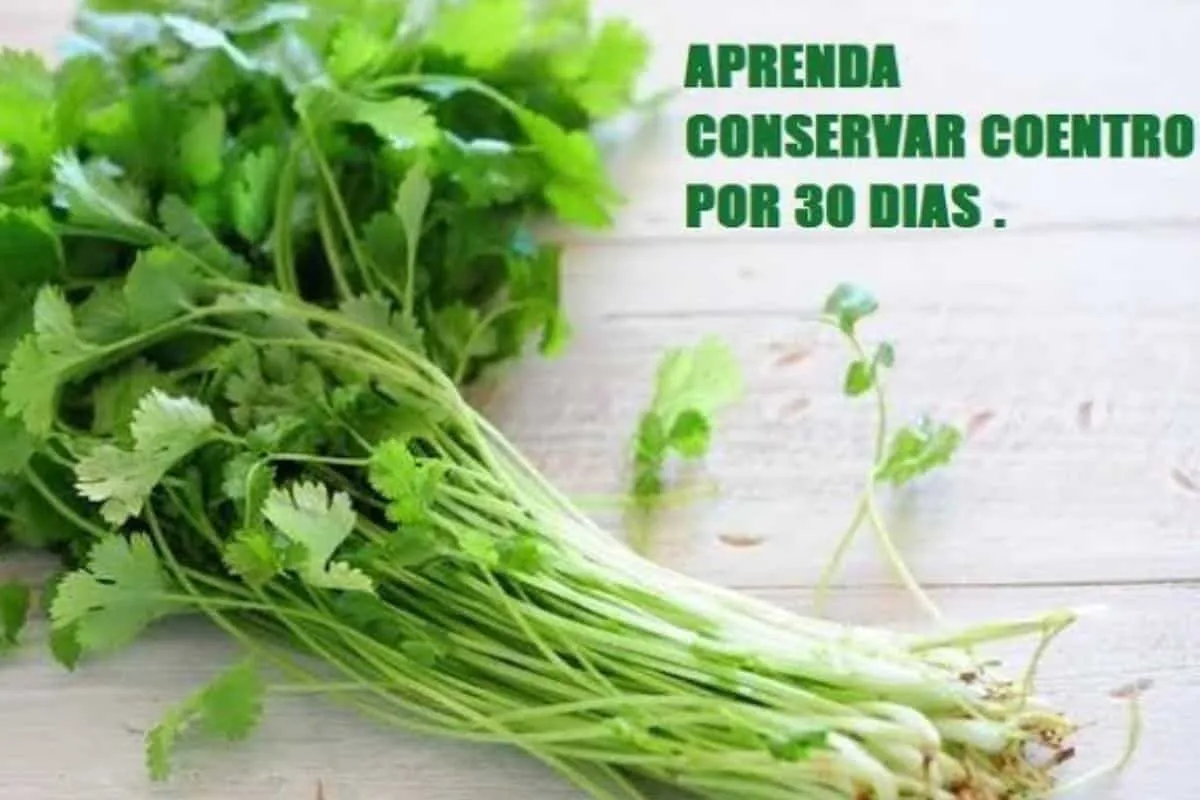 Como conservar coentro na geladeira sem murchar por mais tem
