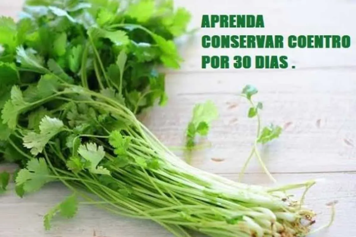 Como conservar coentro por muitos dias sem murchar e resseca