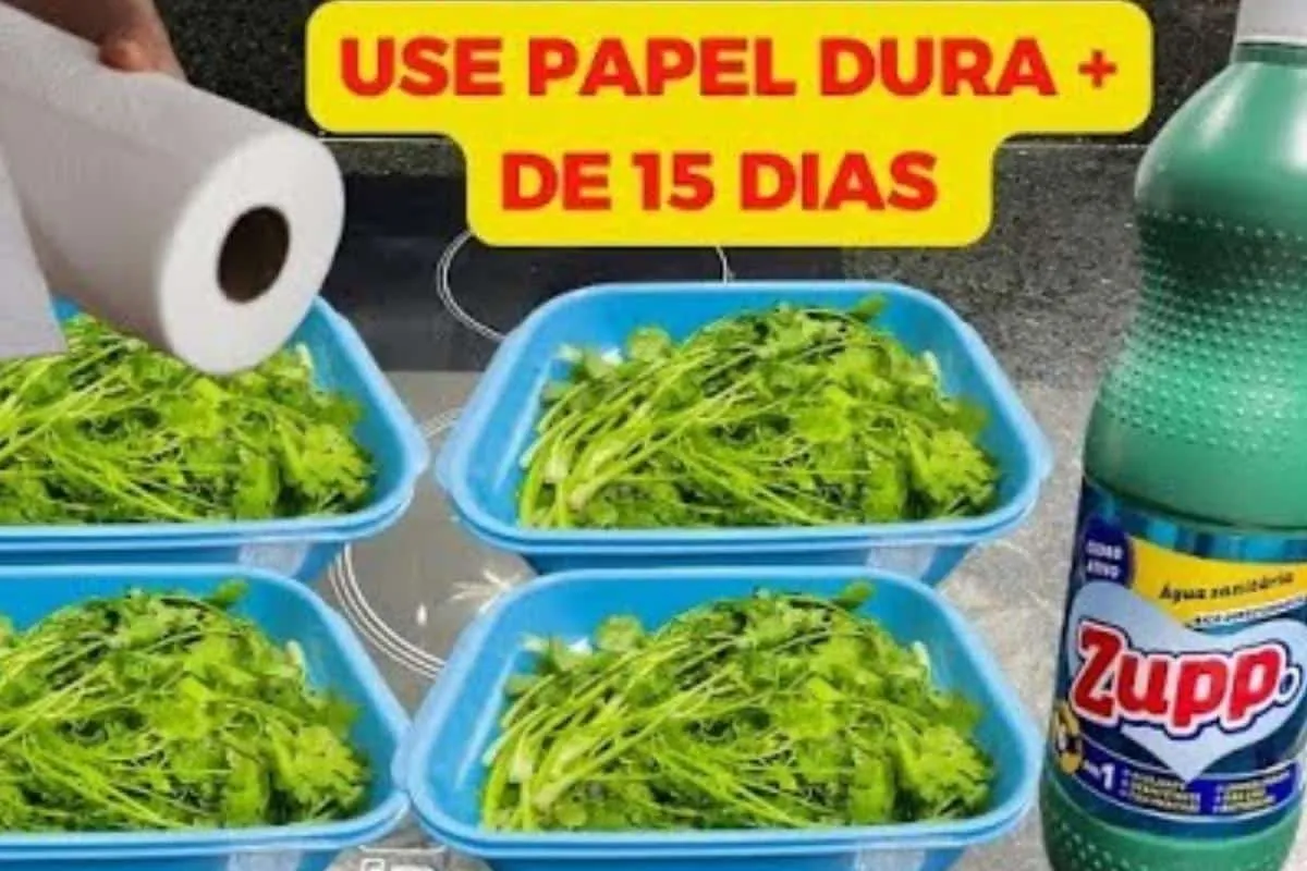 Como conservar folhas na geladeira: você vai ter salada fres