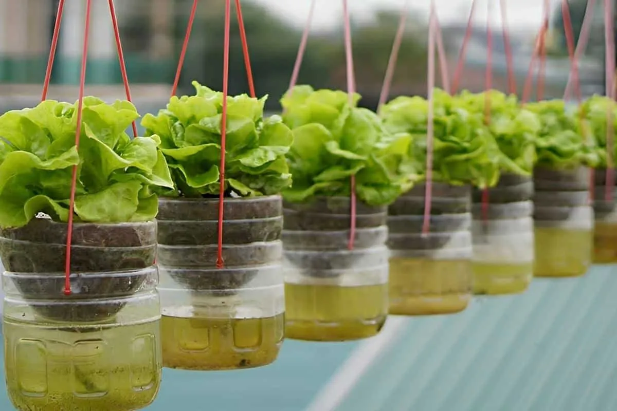 Como cultivar alface em garrafa pet na sua casa ou apartamen