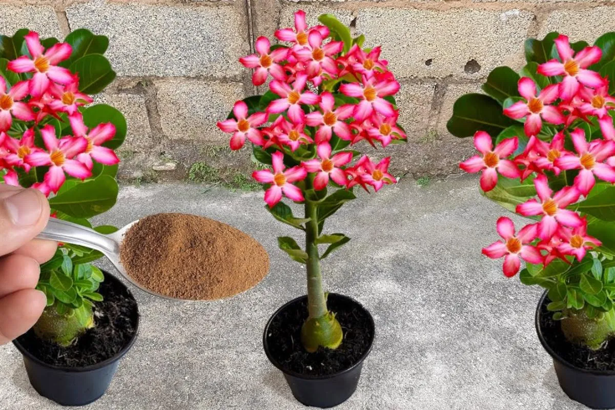 Como cultivar rosa do deserto: veja porque as suas ainda não