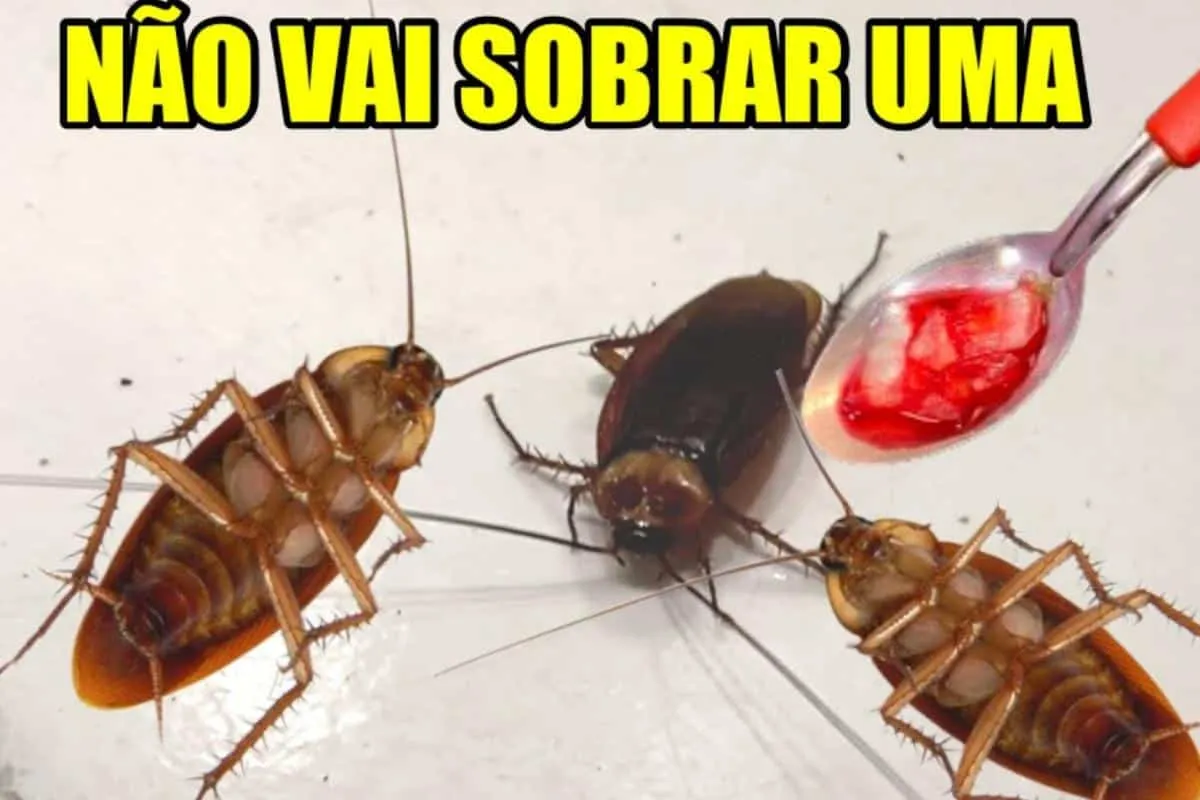 Como eliminar baratas da sua casa definitivamente de um jeit