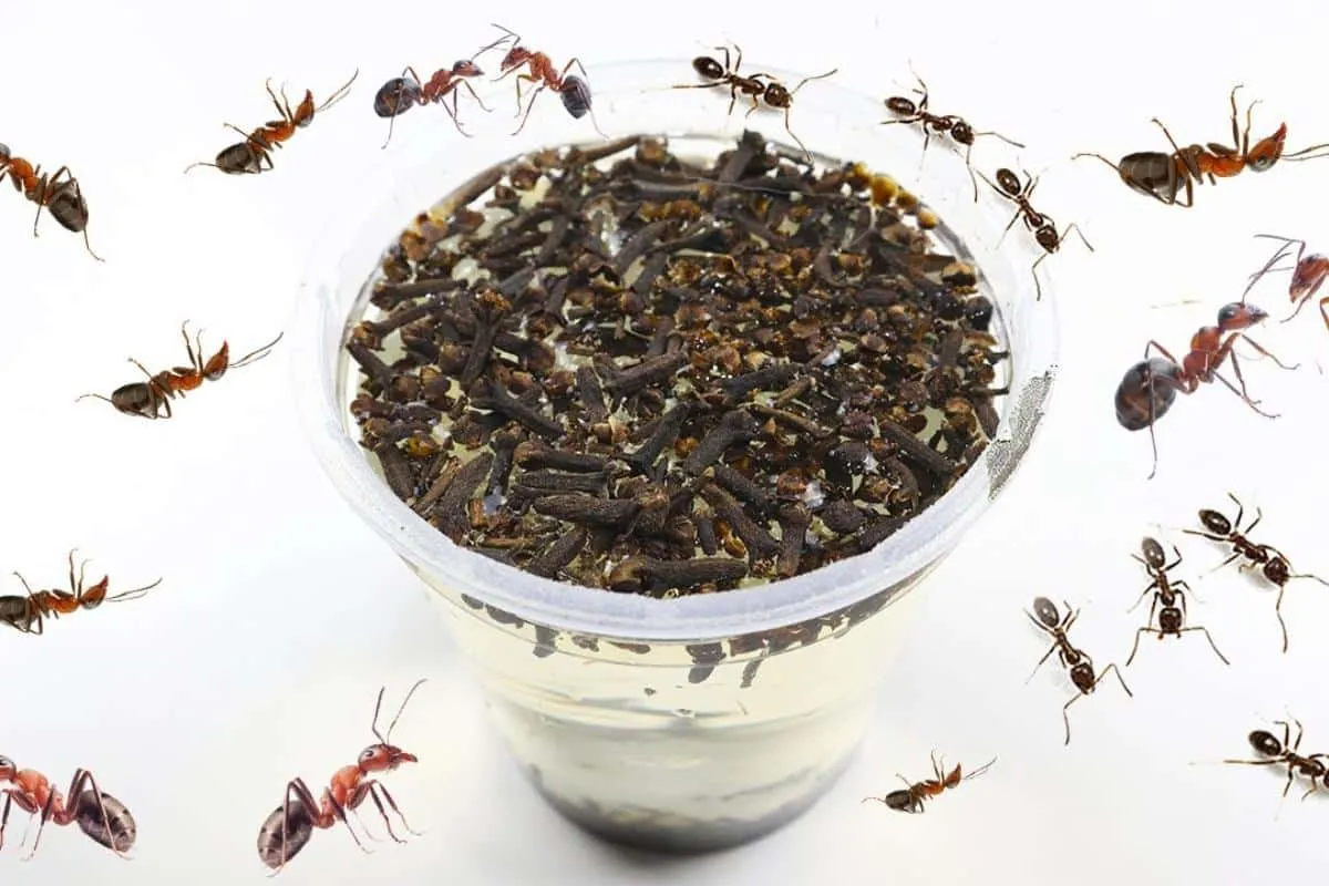 Como eliminar formigas da sua casa sem precisar espalhar ven