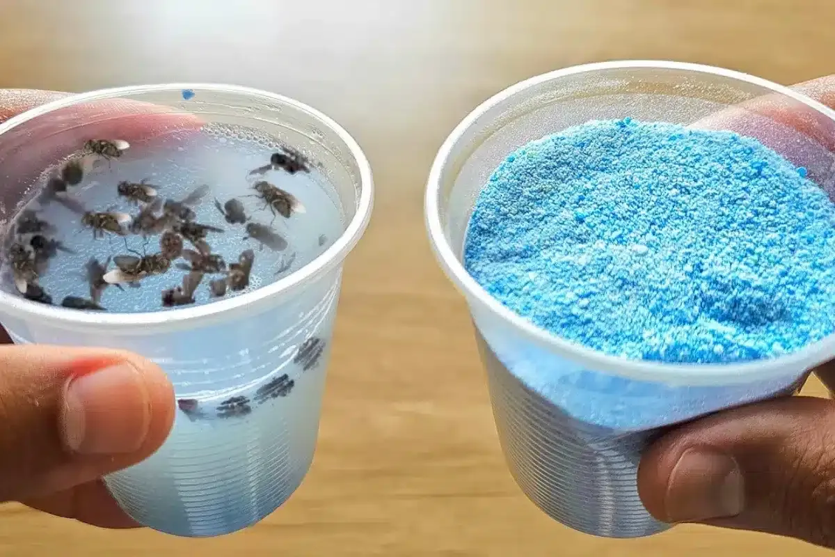 Como eliminar moscas da cozinha: técnica fácil que deixa sua