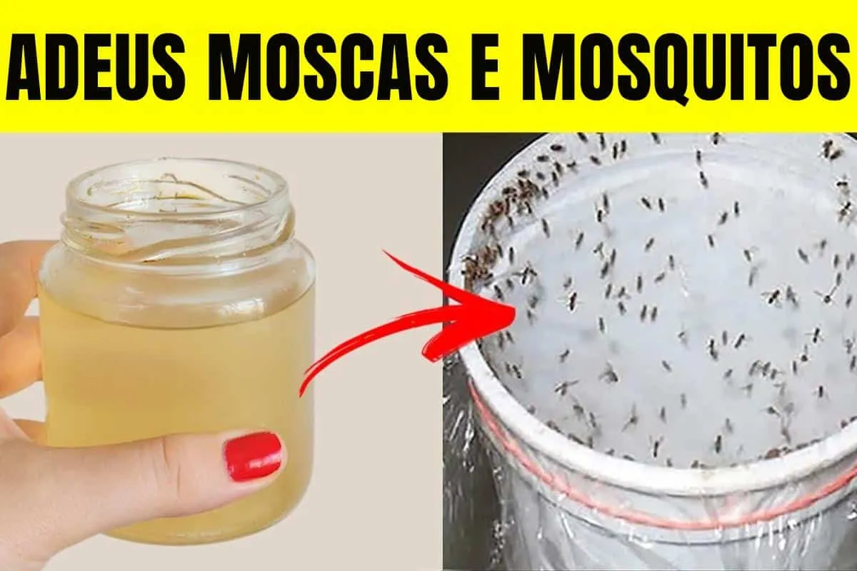 Como eliminar moscas da sua cozinha: essa técnica nunca falh
