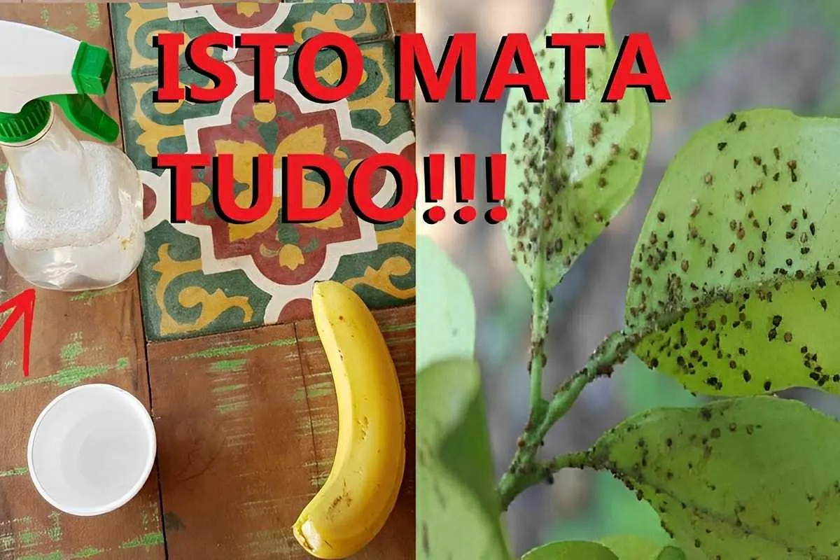 Como eliminar pragas das plantas usando apenas água e deterg