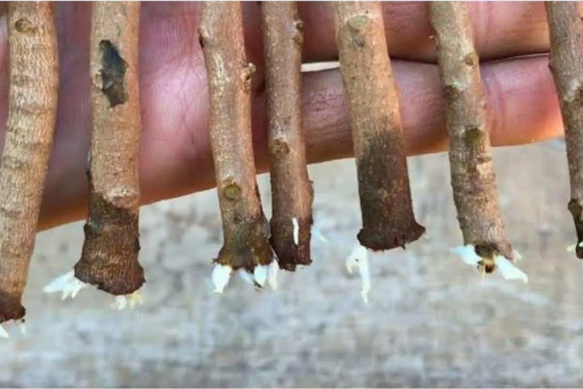 Como enraizar galhos de plantas e produzir várias mudas para