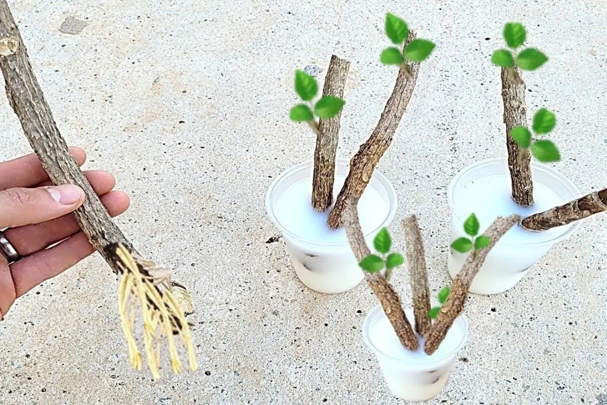 Como enraizar galhos de plantas: essa técnica é tão fácil qu