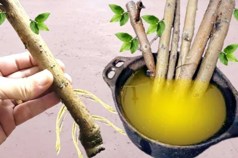 Como enraizar galhos de plantas: técnica infalível e fácil p