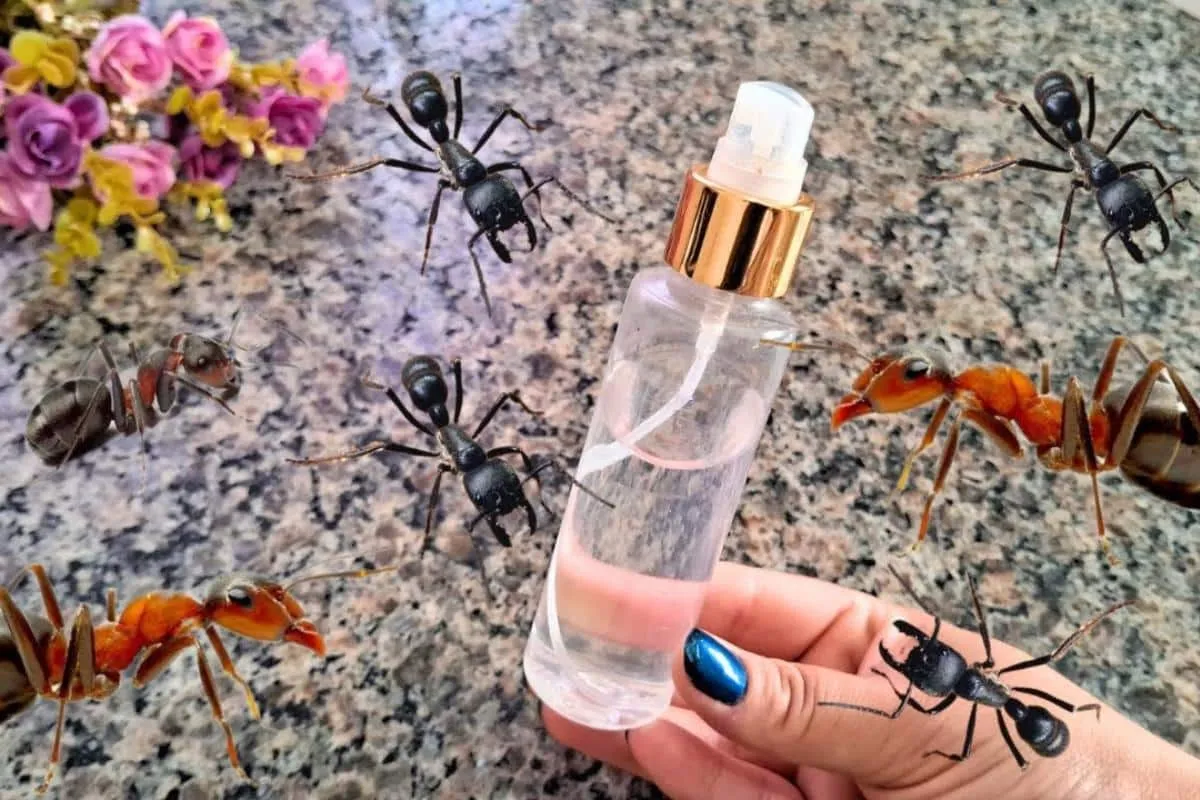 Como espantar as formigas: misturinha fácil e eficiente para