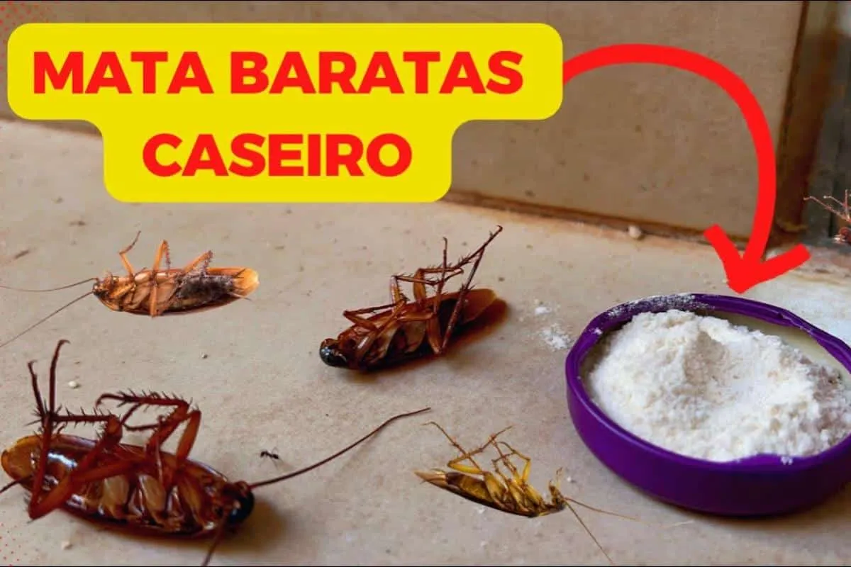 Como espantar baratas da sua casa de uma vez por todas sem p