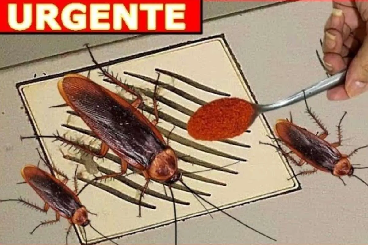 Como espantar baratas da sua casa sem precisar de dedetizaçã