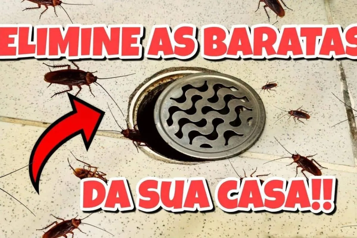 Como espantar baratas sem precisar gastar dinheiro com venen