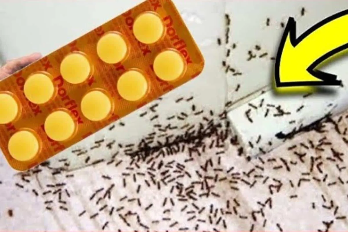 Como espantar formigas da sua cozinha sem precisar passar ve