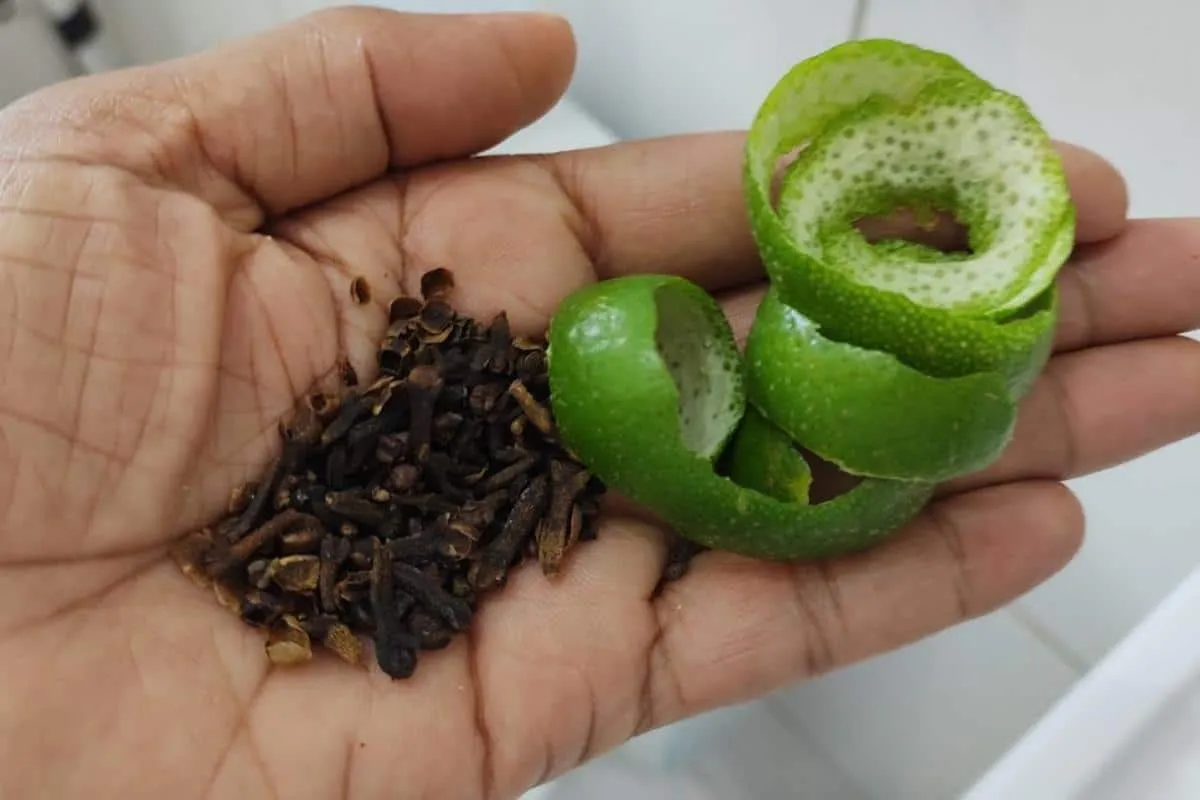 Como espantar insetos com ingredientes naturais e sem precis