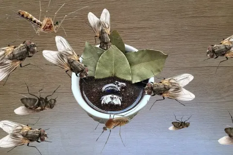 Como espantar moscas da cozinha: sem veneno e com ingredient