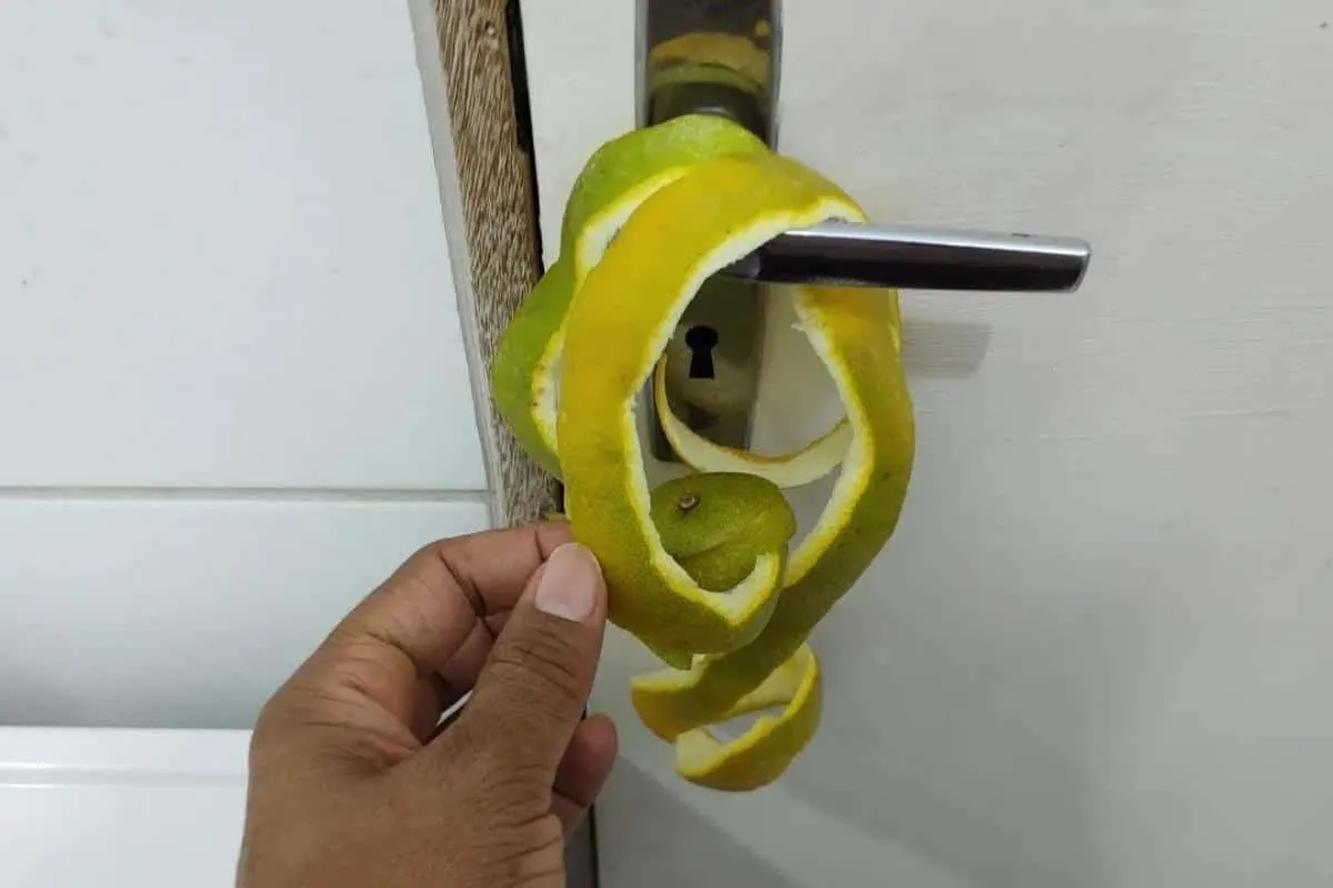 Como espantar os insetos da sua casa: para fazer resolver es