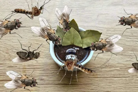 Como espantar os insetos da sua cozinha para você preparar o