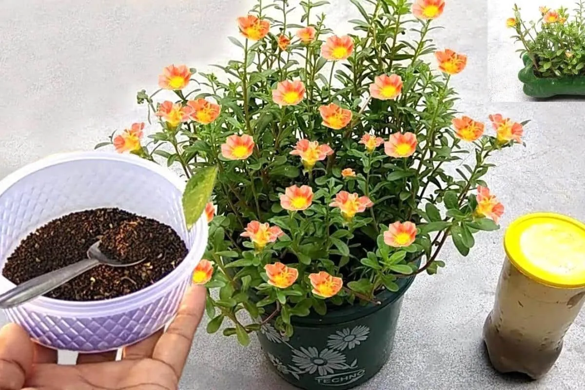 Como fazer adubo caseiro para flores: faz qualquer planta cr