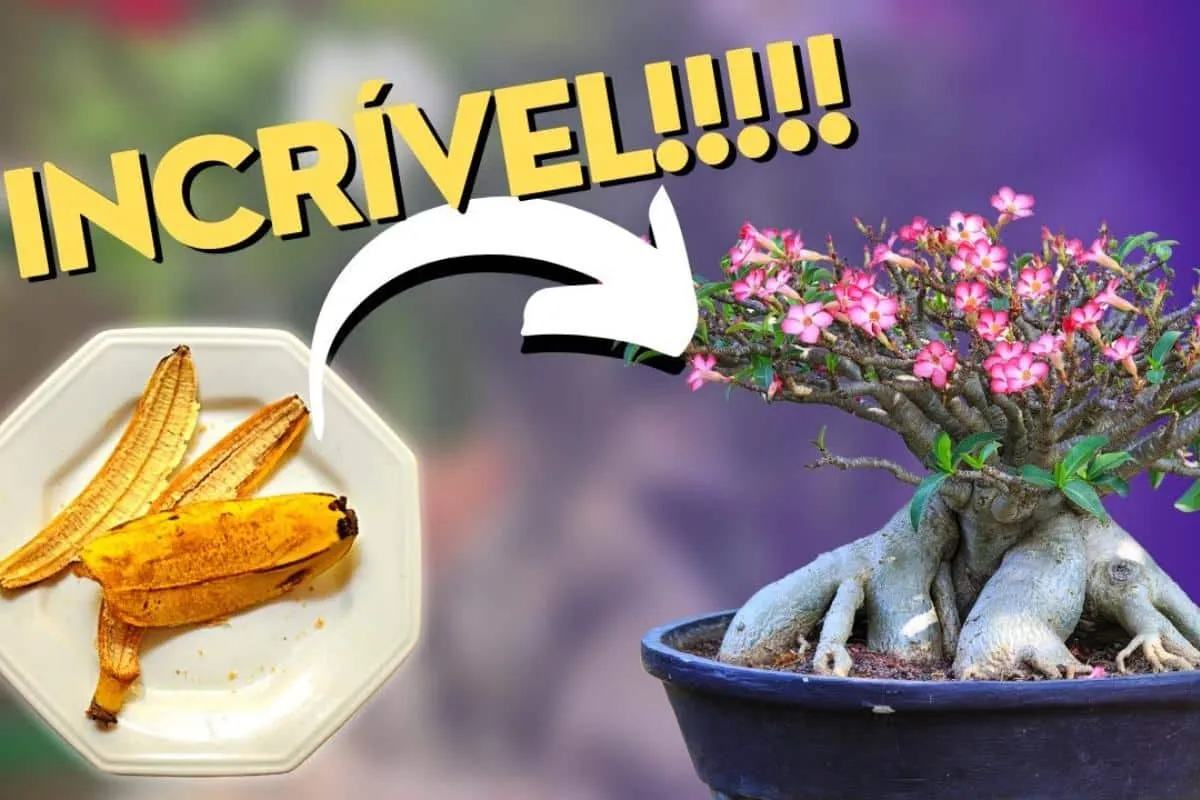 Como fazer adubo caseiro para rosa do deserto florir o ano t