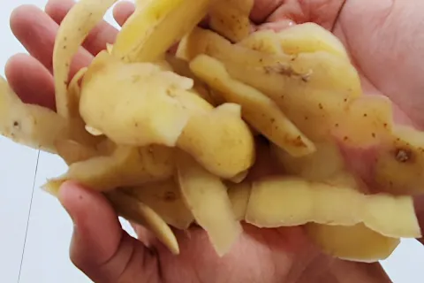 Como fazer adubo caseiro para roseiras usando apenas cascas 