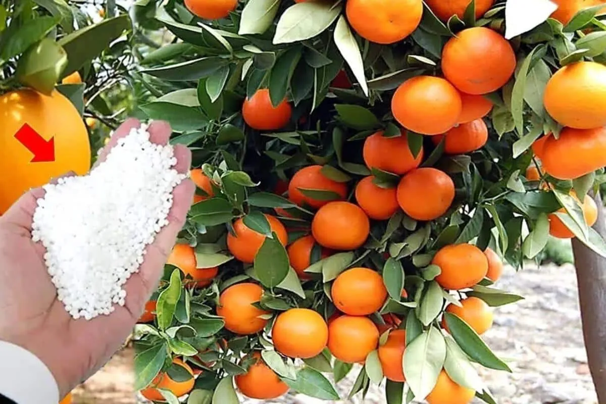 Como fazer adubo caseiro: qualquer planta do seu quintal vai