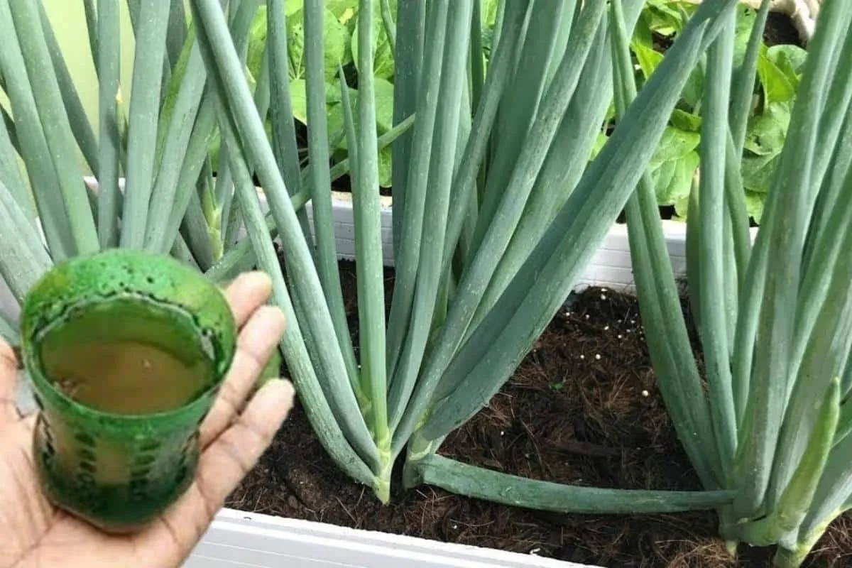 Como fazer cebolinha crescer e engrossar em vaso: dá certo e