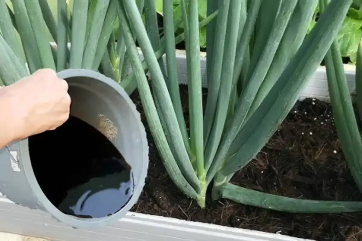 Como fazer cebolinha crescer e engrossar no seu quintal sem