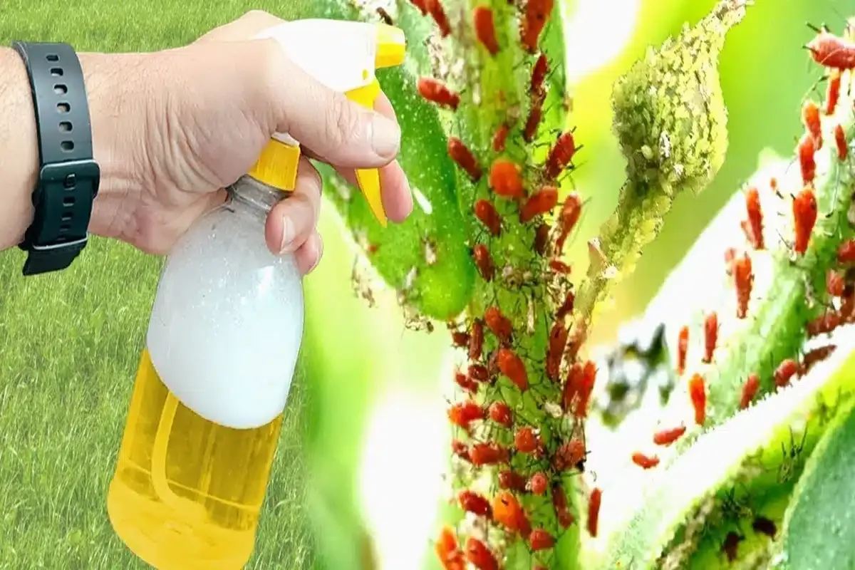 Como fazer inseticida caseiro para plantas que acaba com as