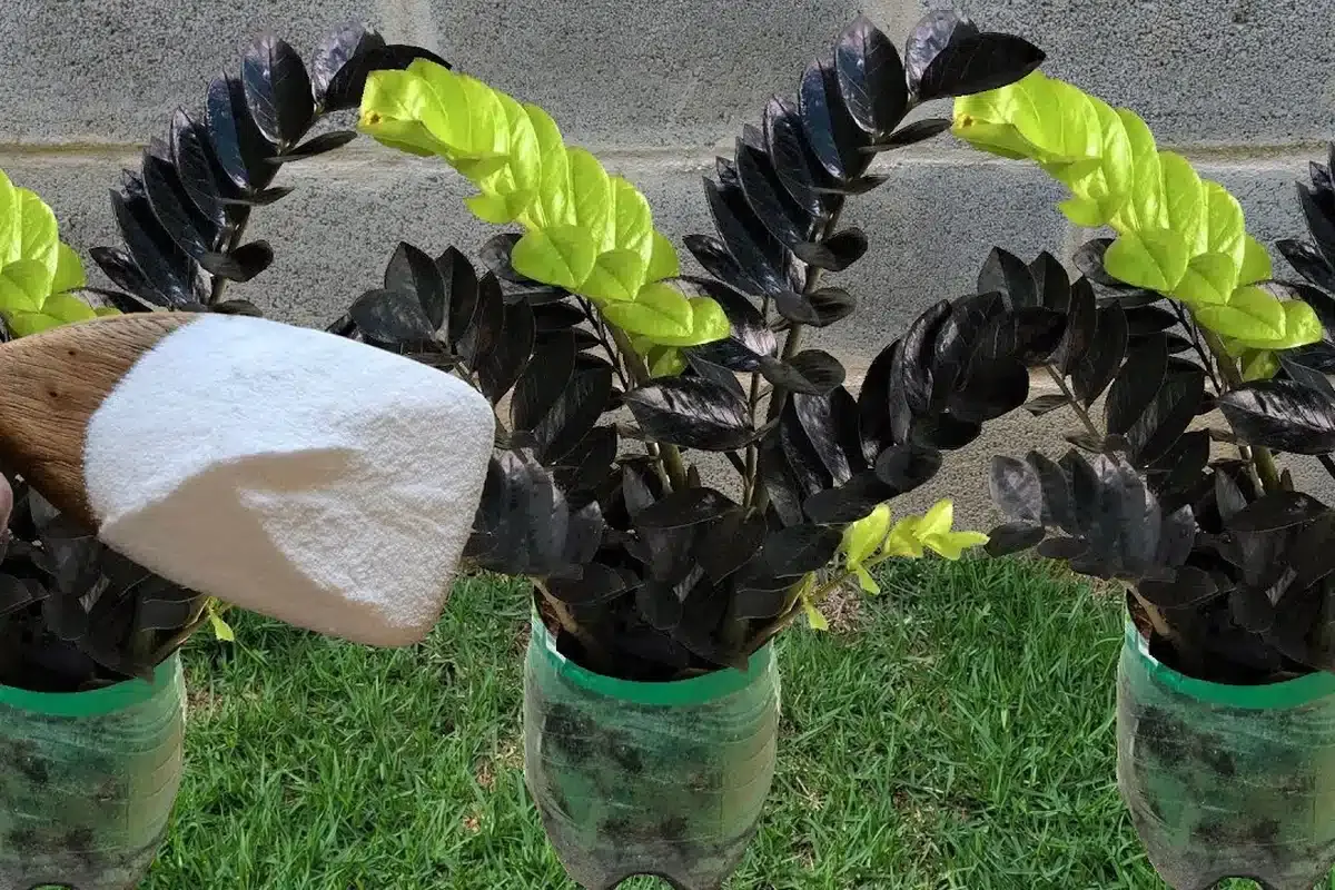 Como fazer planta crescer: técnica infalível que dá certo co