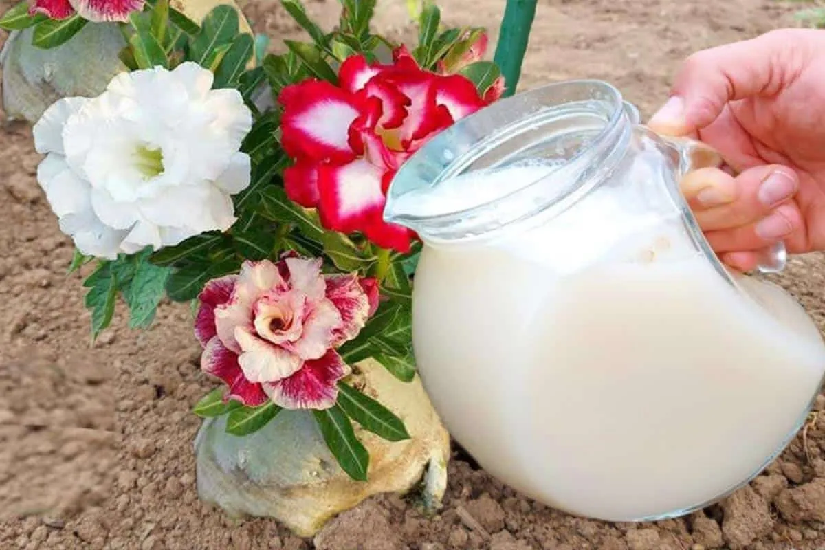 Como fazer planta florir: apenas 1 copo dessa solução faz se