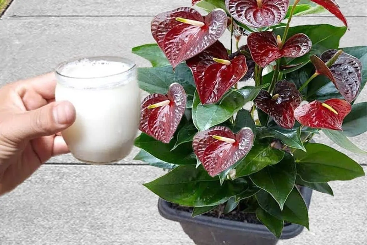 Como fazer planta florir com uma misturinha que você faz rap