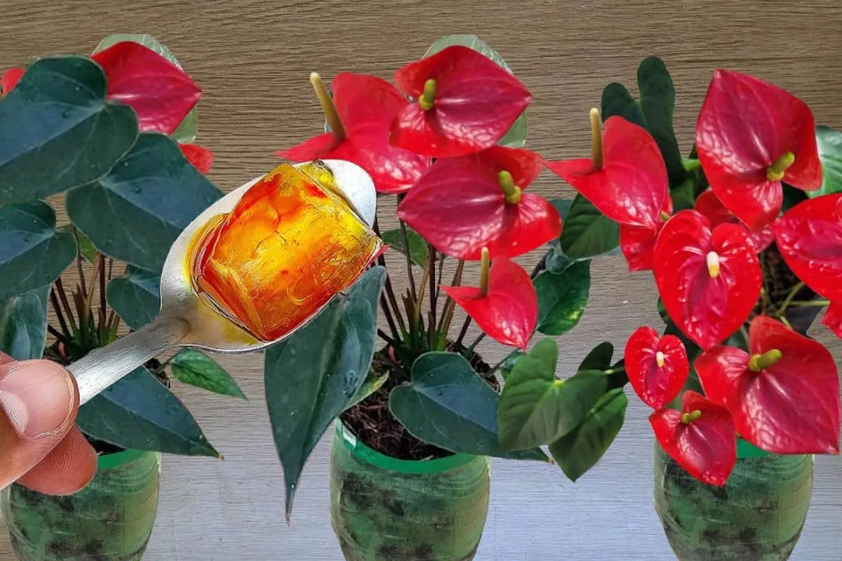 Como fazer planta florir com uma solução caseira melhor que