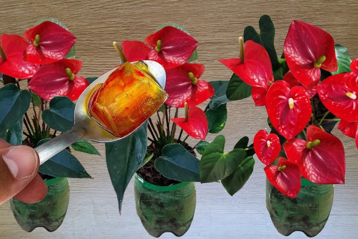 Como fazer planta florir com uma técnica caseira super simpl