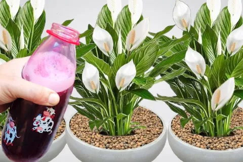 Como fazer planta florir: dica para você preparar em casa qu