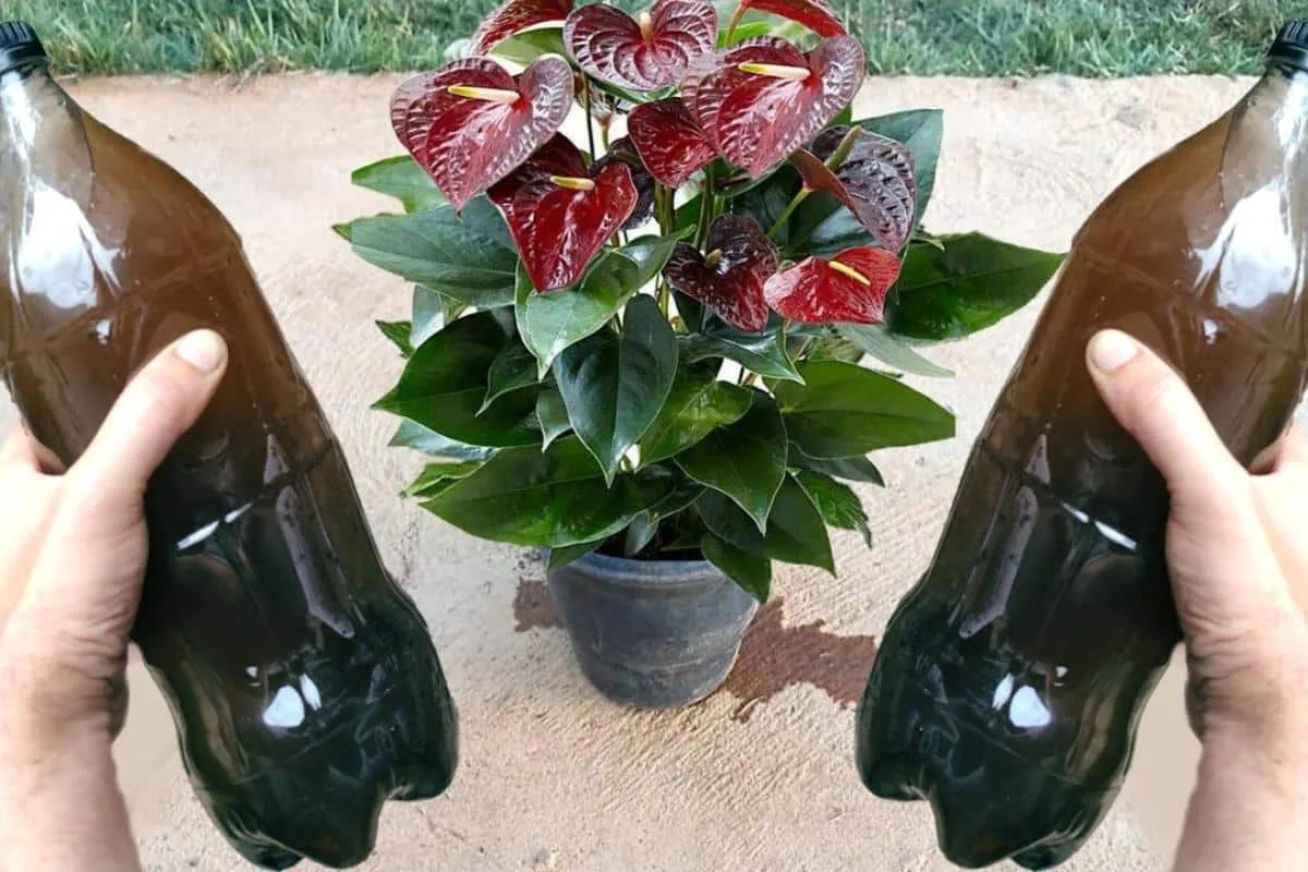 Como fazer planta florir: essa dica dá certo sempre e é muit