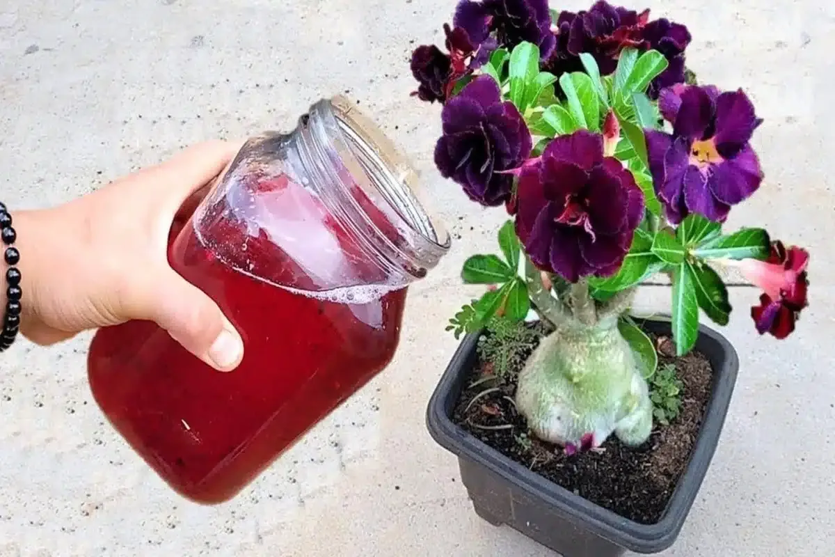 Como fazer planta florir: essa solução caseira é simples e s