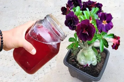 Como fazer planta florir: essa solução caseira é simples e s