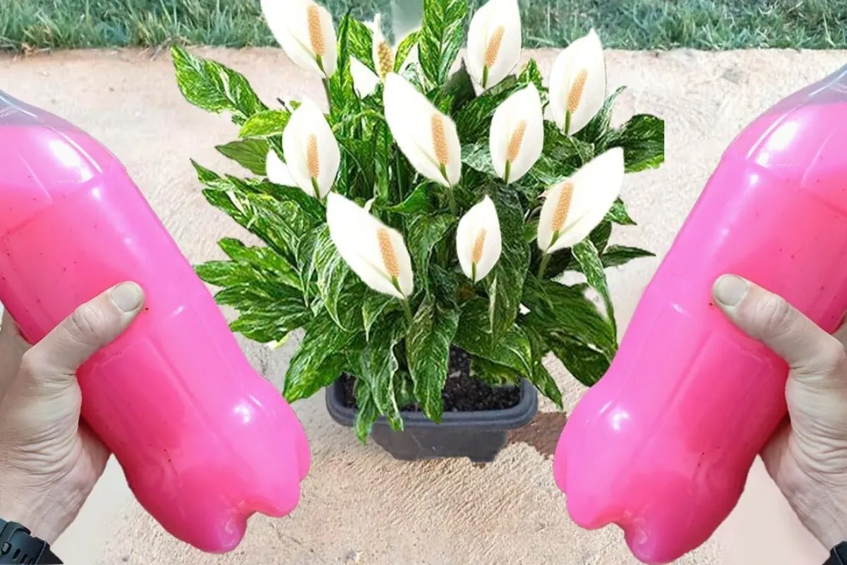 Como fazer planta florir: essa solução vai fazer seus vasos