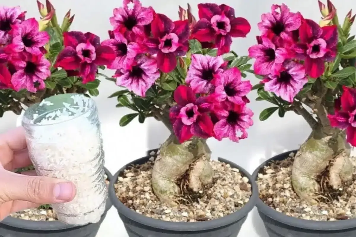 Como fazer planta florir: nem dá para imaginar que é tão fác