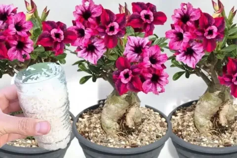 Como fazer planta florir: nem dá para imaginar que é tão fác