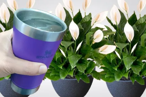 Como fazer planta florir o ano inteiro no seu quintal com es