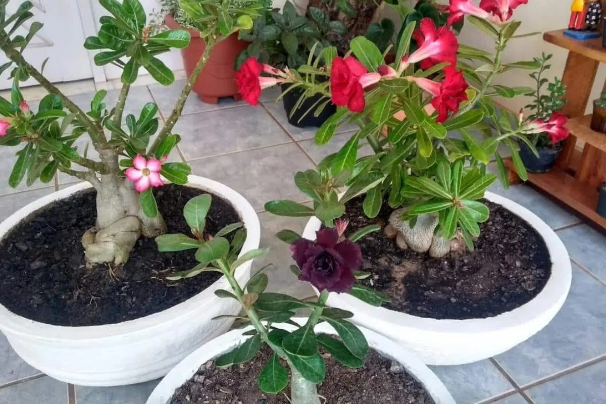 Como fazer rosa do deserto florir com uma técnica fácil que