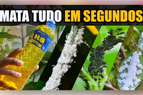 Como fazer um inseticida caseiro para plantas que acaba com 