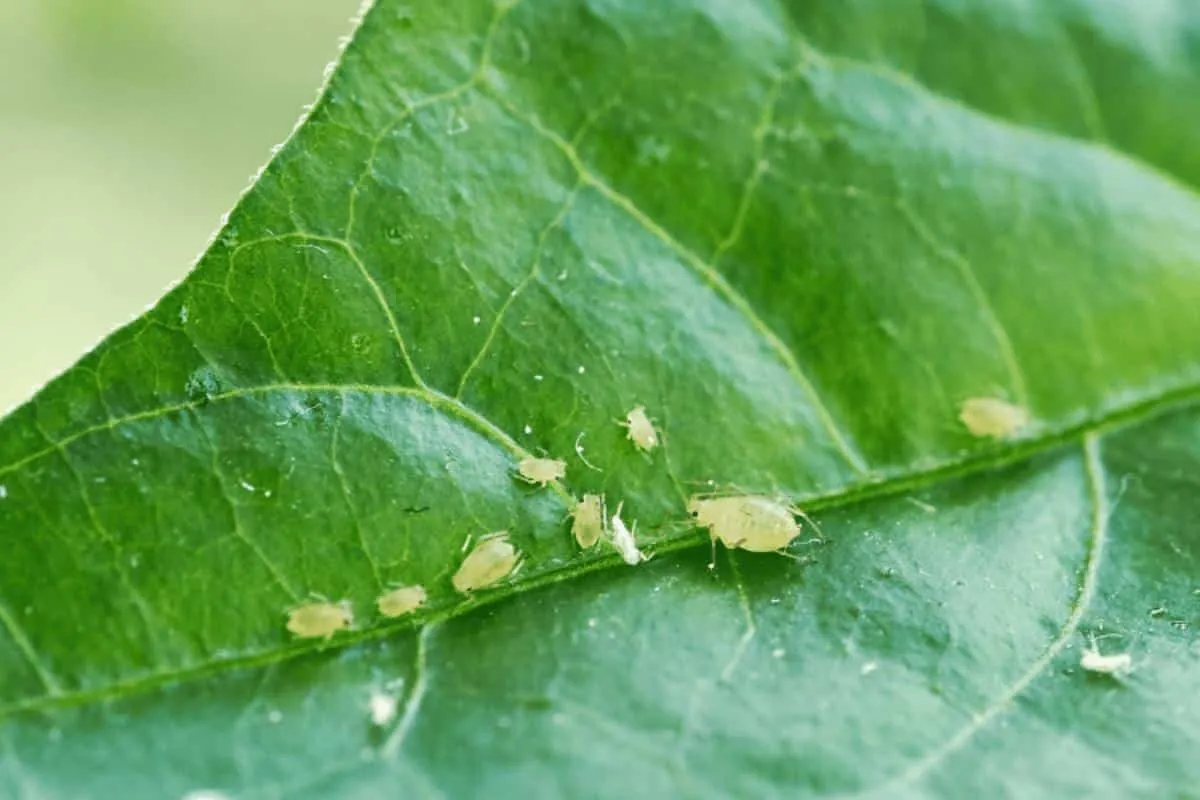 Como matar pulgão das plantas da sua casa sem precisar compr