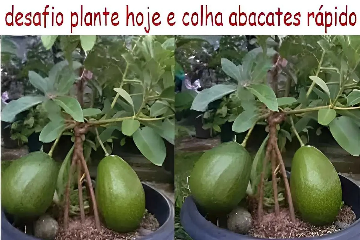 Como plantar abacate em vaso e já ter fruta no pé após 6 mes