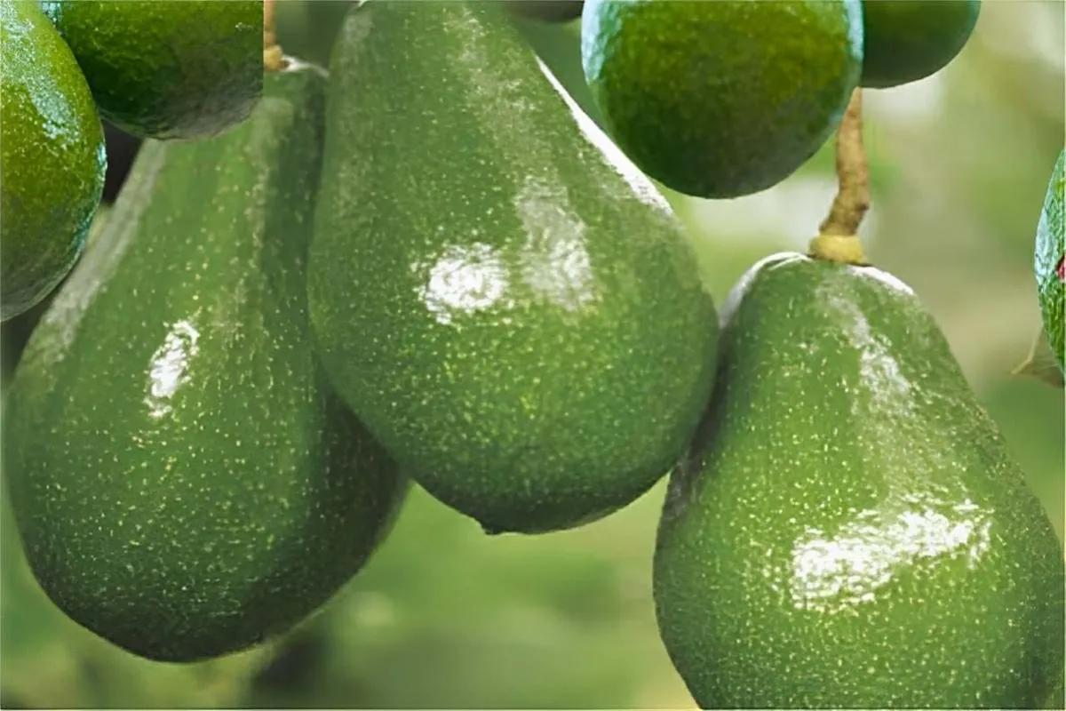 Como plantar abacate no vaso e começar a produzir em pouco t