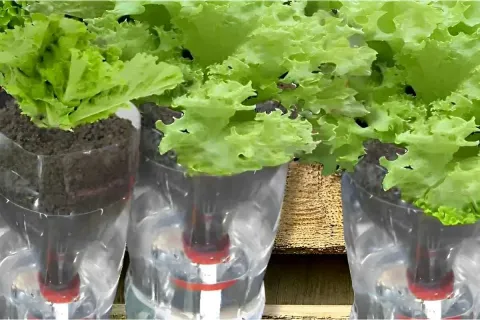 Como plantar alface em garrafa PET e ter alface sempre fresq